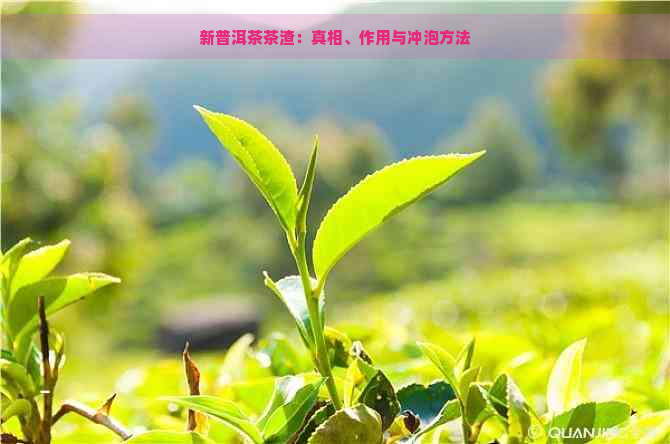 新普洱茶茶渣：真相、作用与冲泡方法