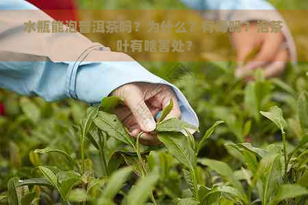 水瓶能泡普洱茶吗？为什么？有吗？泡茶叶有啥害处？