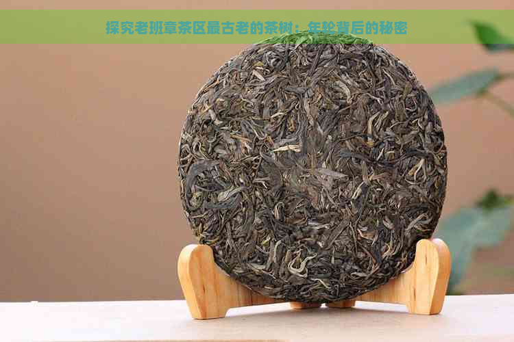 探究老班章茶区最古老的茶树：年轮背后的秘密