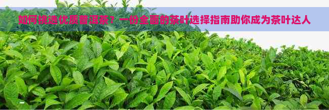 如何挑选优质普洱茶？一份全面的茶叶选择指南助你成为茶叶达人