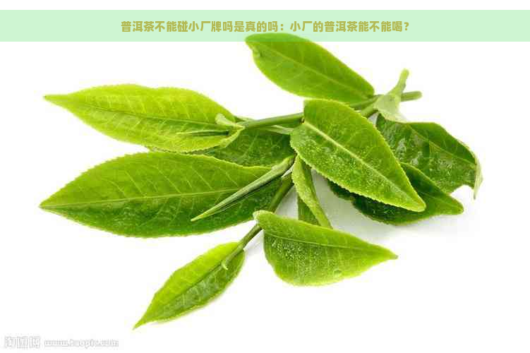 普洱茶不能碰小厂牌吗是真的吗：小厂的普洱茶能不能喝？