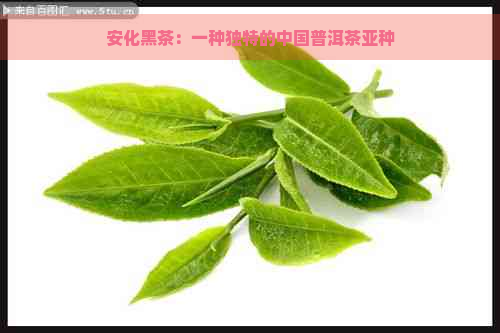 安化黑茶：一种独特的中国普洱茶亚种