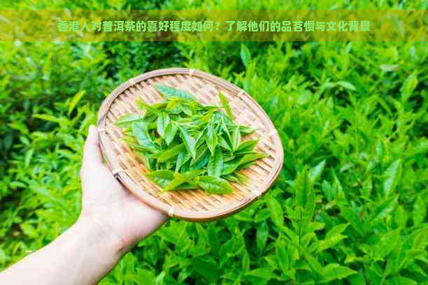 人对普洱茶的喜好程度如何？了解他们的品茗惯与文化背景