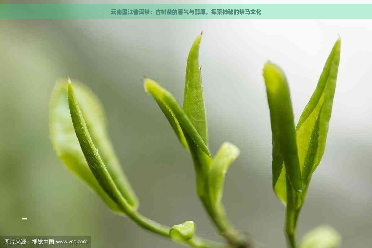 云南墨江普洱茶：古树茶的香气与醇厚，探索神秘的茶马文化