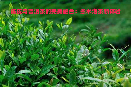 陈皮与普洱茶的完美融合：煮水泡茶新体验