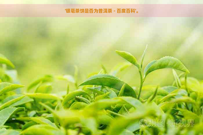 '银毫茶饼是否为普洱茶 - 百度百科'。