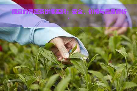 '便宜的普洱茶饼能买吗：安全、价格与品质解析'