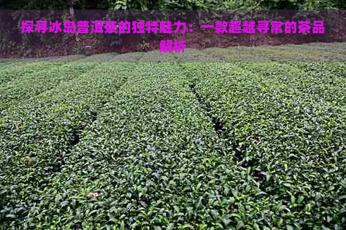 探寻冰岛普洱茶的独特魅力：一款超越寻常的茶品解析