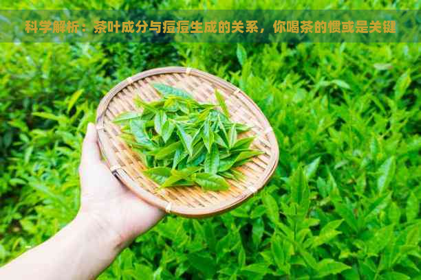 科学解析：茶叶成分与痘痘生成的关系，你喝茶的惯或是关键