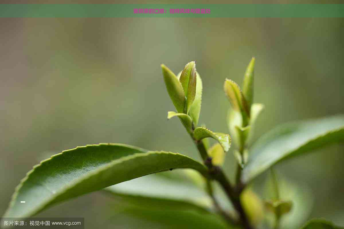 紫鹃茶的口感：独特风味与健益处