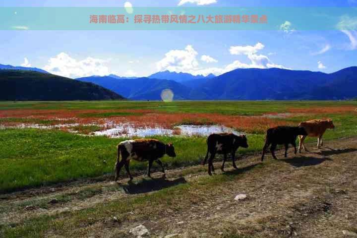 海南临高：探寻热带风情之八大旅游精华景点