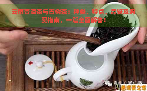 云南普洱茶与古树茶：种类、特点、品鉴及购买指南，一篇全面解答！