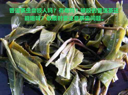 普洱茶虫会咬人吗？有吗？被咬的普洱茶还能喝吗？收藏时要注意茶虫问题。