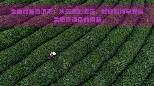 全面品鉴普洱茶：从选茶到泡法，教你如何享受高品质普洱茶的精髓