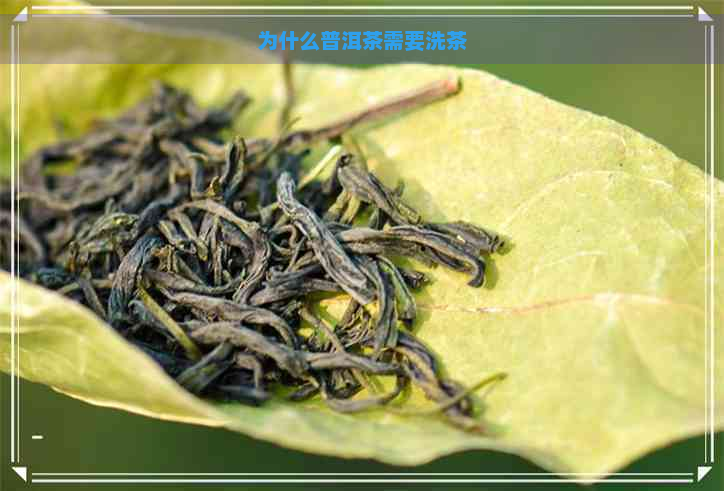 为什么普洱茶需要洗茶