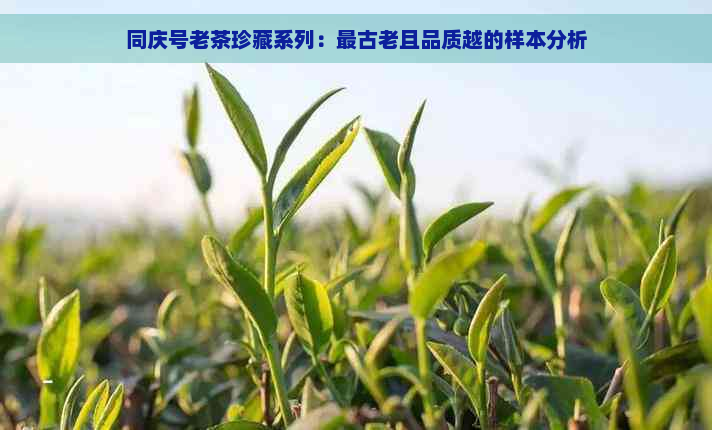 同庆号老茶珍藏系列：最古老且品质越的样本分析