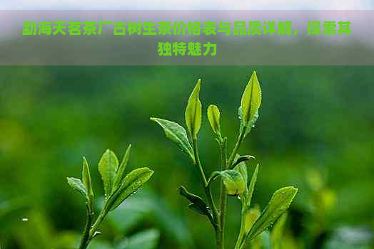 勐海天茗茶厂古树生茶价格表与品质详解，探索其独特魅力