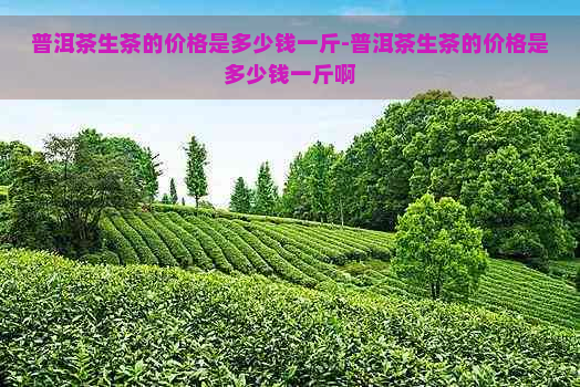 普洱茶生茶的价格是多少钱一斤-普洱茶生茶的价格是多少钱一斤啊