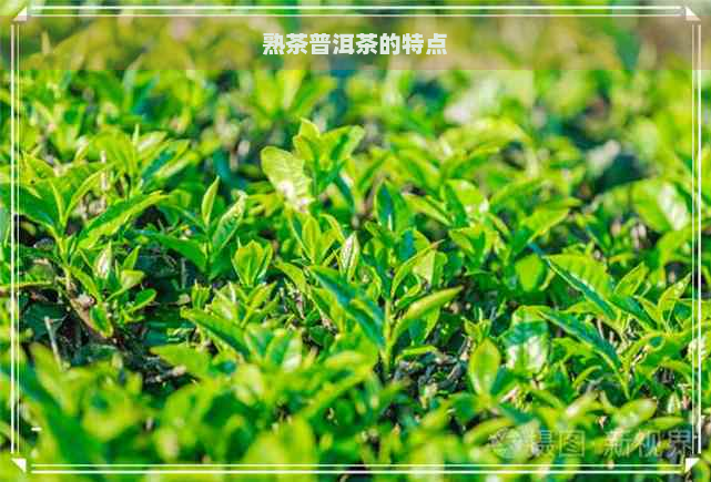 熟茶普洱茶的特点