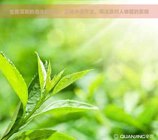 生普洱茶的泡法和功效：正确冲泡方法，喝法及对人体健的影响