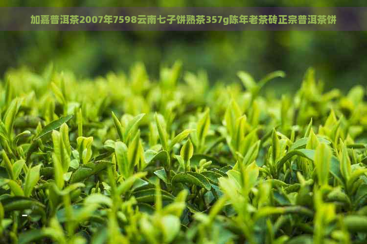 加嘉普洱茶2007年7598云南七子饼熟茶357g陈年老茶砖正宗普洱茶饼