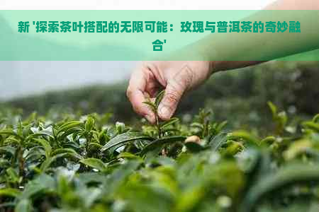 新 '探索茶叶搭配的无限可能：玫瑰与普洱茶的奇妙融合'