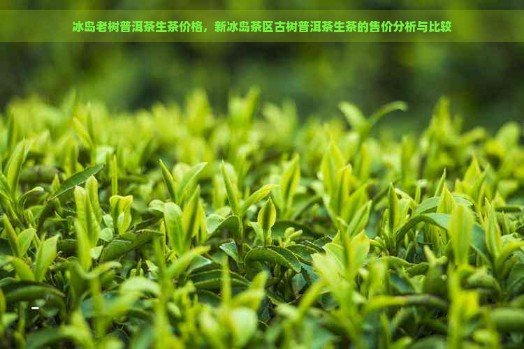 冰岛老树普洱茶生茶价格，新冰岛茶区古树普洱茶生茶的售价分析与比较