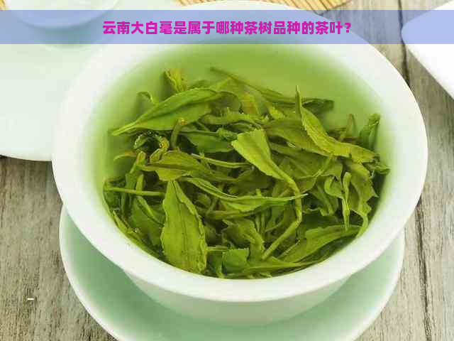 云南大白毫是属于哪种茶树品种的茶叶？