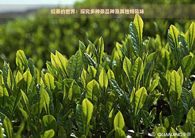 红茶的世界：探究多种茶品种及其独特风味