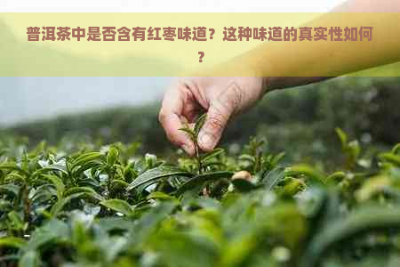 普洱茶中是否含有红枣味道？这种味道的真实性如何？