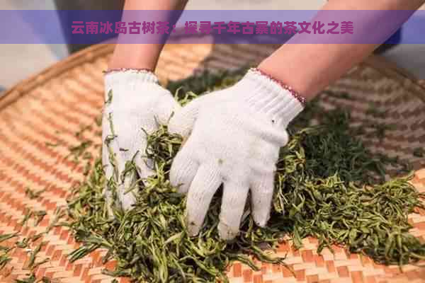 云南冰岛古树茶：探寻千年古寨的茶文化之美