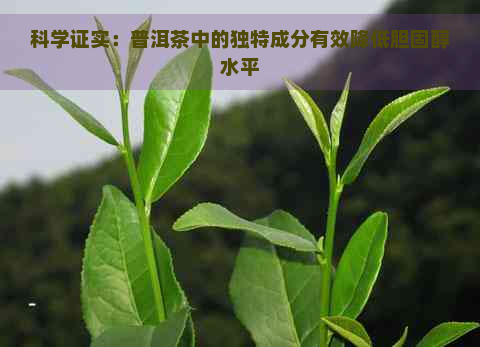 科学证实：普洱茶中的独特成分有效降低胆固醇水平