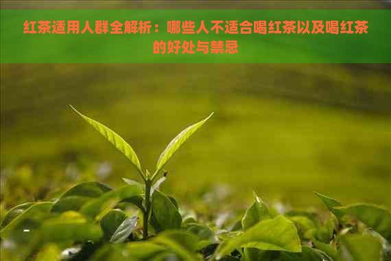 红茶适用人群全解析：哪些人不适合喝红茶以及喝红茶的好处与禁忌