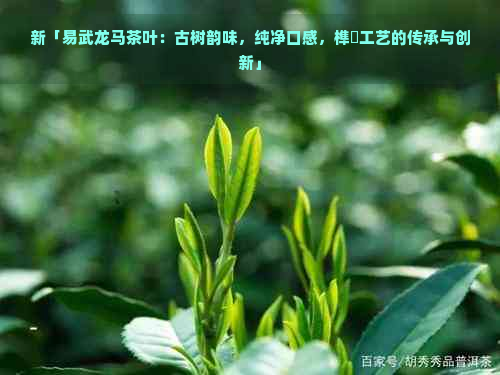 新「易武龙马茶叶：古树韵味，纯净口感，榫欓工艺的传承与创新」