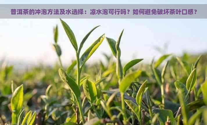 普洱茶的冲泡方法及水选择：凉水泡可行吗？如何避免破坏茶叶口感？