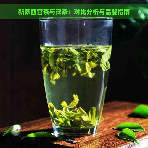 新陕西官茶与茯茶：对比分析与品鉴指南