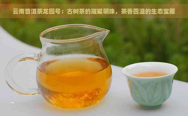 云南普洱茶龙园号：古树茶的璀璨明珠，茶香四溢的生态宝藏