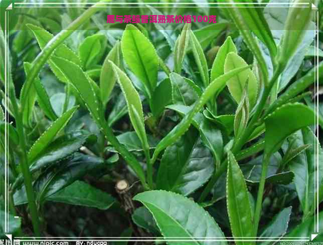 鹿与茶鲸普洱熟茶价格100克