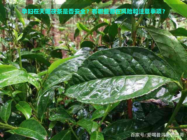 孕妇在天喝茯茶是否安全？有哪些潜在风险和注意事项？