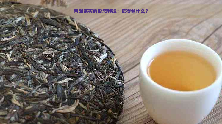 普洱茶树的形态特征：长得像什么？