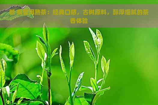 新 泰普洱熟茶：经典口感，古树原料，醇厚细腻的茶香体验