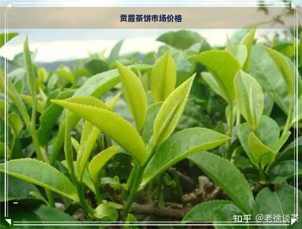 贡眉茶饼市场价格