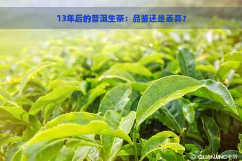 13年后的普洱生茶：品鉴还是丢弃？