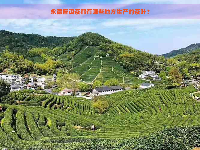 永德普洱茶都有哪些地方生产的茶叶？