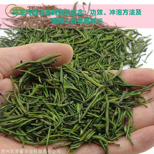 灵芝与普洱茶的完美结合：功效、冲泡方法及适用人群全面解析