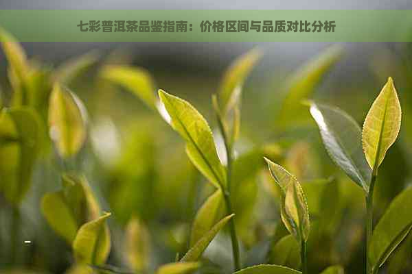 七彩普洱茶品鉴指南：价格区间与品质对比分析