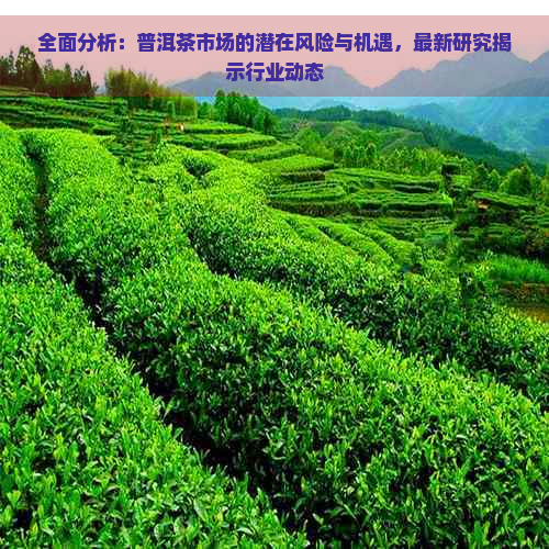 全面分析：普洱茶市场的潜在风险与机遇，最新研究揭示行业动态