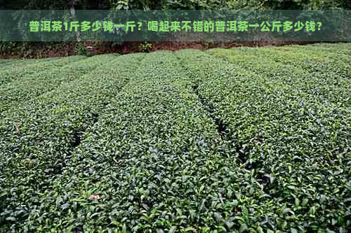 普洱茶1斤多少钱一斤？喝起来不错的普洱茶一公斤多少钱？