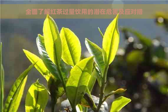 全面了解红茶过量饮用的潜在危害及应对措