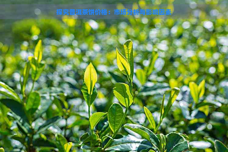 探究普洱茶饼价格：市场分析与影响因素